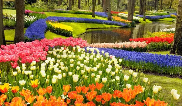 Keukenhof Garden